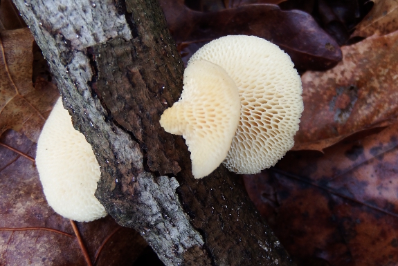 Honeycomb mushroom