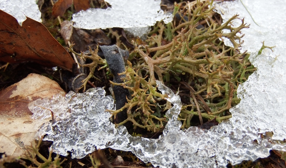 Ice lichen
