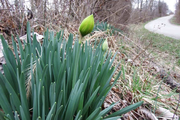 Big daffodil bud