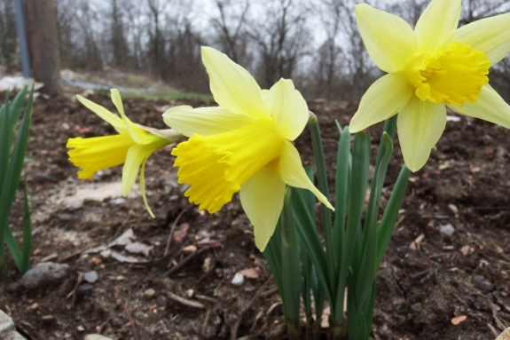 Daffodil flowers