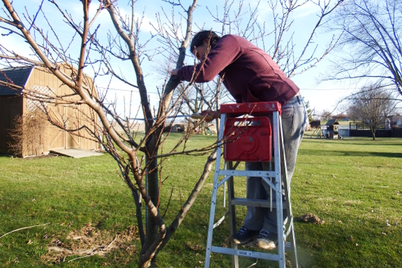 Pruning a peach tree