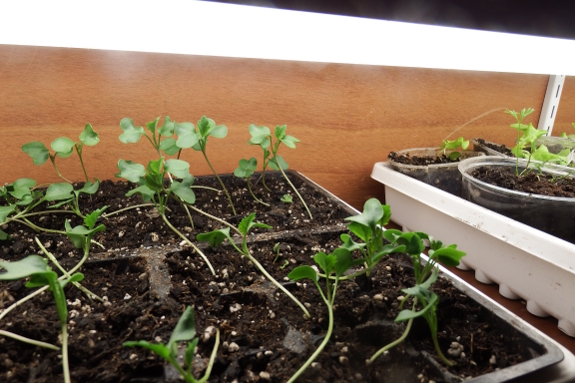 Flat of broccoli seedlings