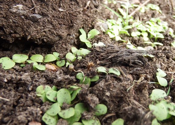 Lettuce seedlings