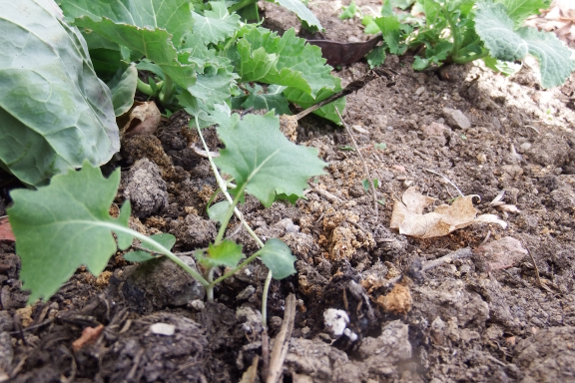 Young kale plants