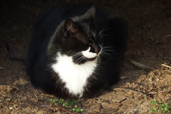 Cat in the sun