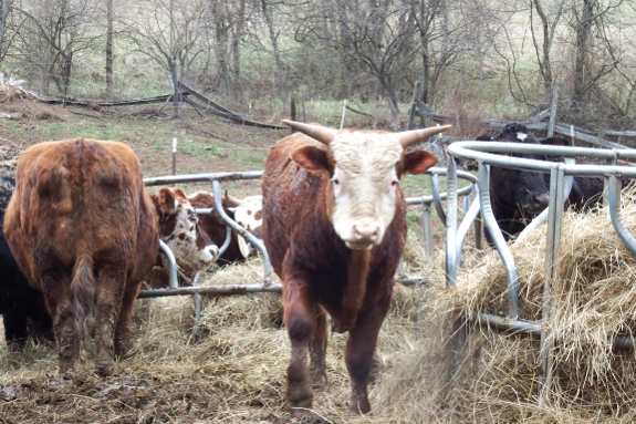 Cattle eating hay