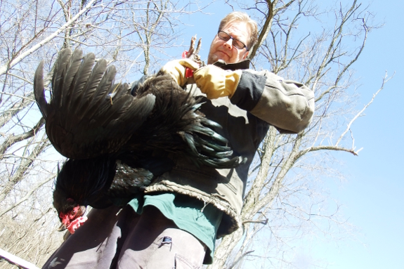 Upside-down rooster