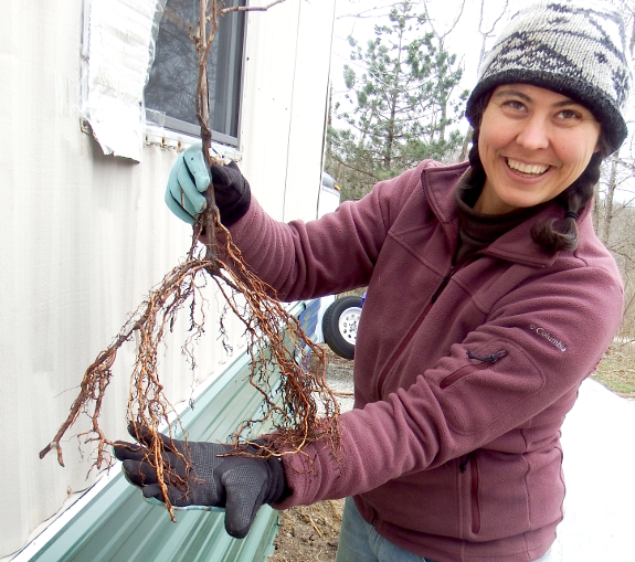 Grape roots