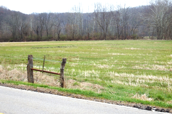 Canary reedgrass field