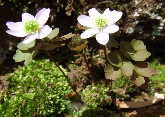 Rue anemone