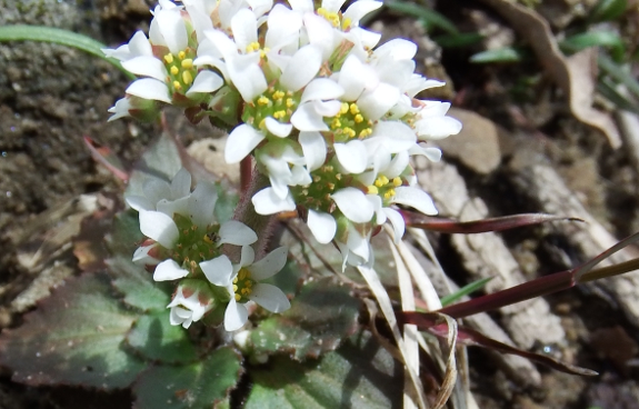 Small white flower with fuzzy basal rosette
