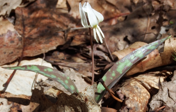 White Trout Lily