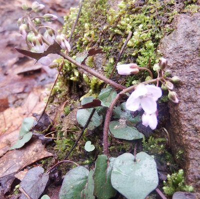 Cardamine douglassii