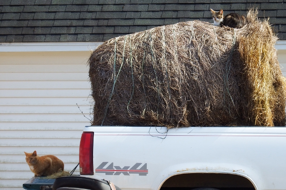 Cats on a hay bale.