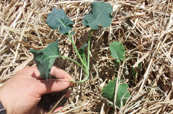 Broccoli comparison