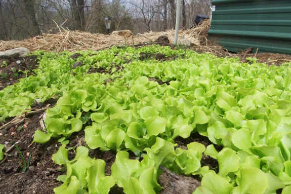 Direct-seeded lettuce