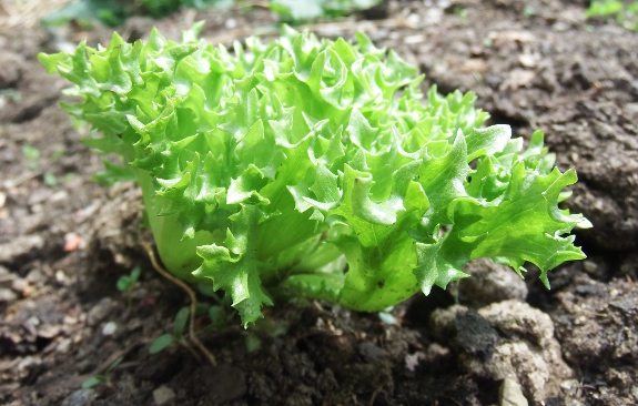 Hydroponic lettuce in soil