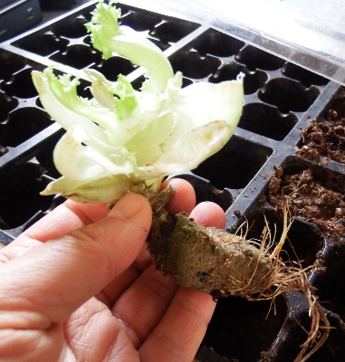 Lettuce head with roots