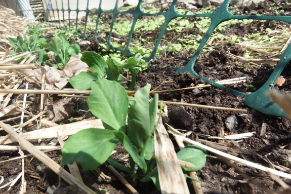 Peas and lettuce