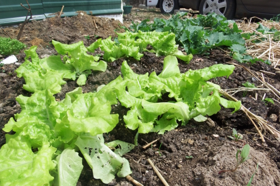 Transplanted lettuce