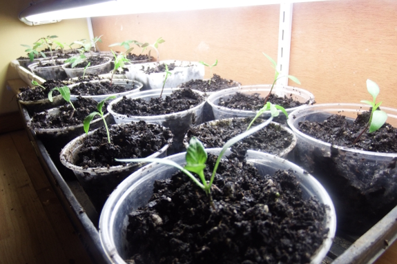 Baby pepper plants