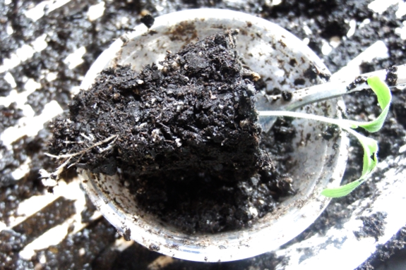 Eggplant seedling