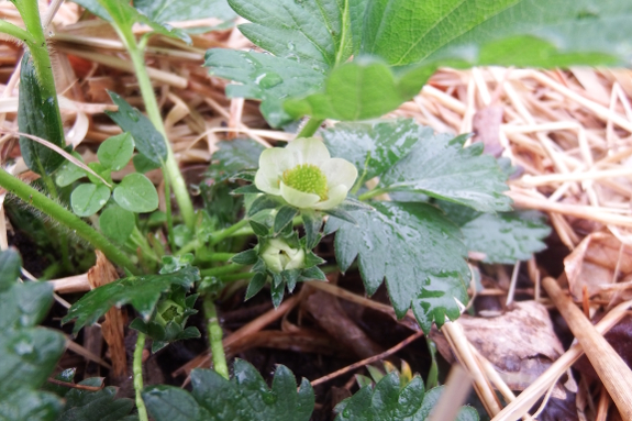 Strawberry flower