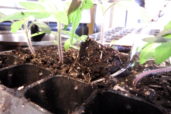 Tomato seedlings