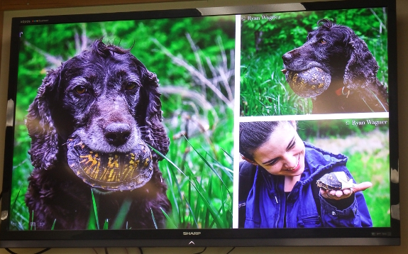 Box Turtle hunting dogs