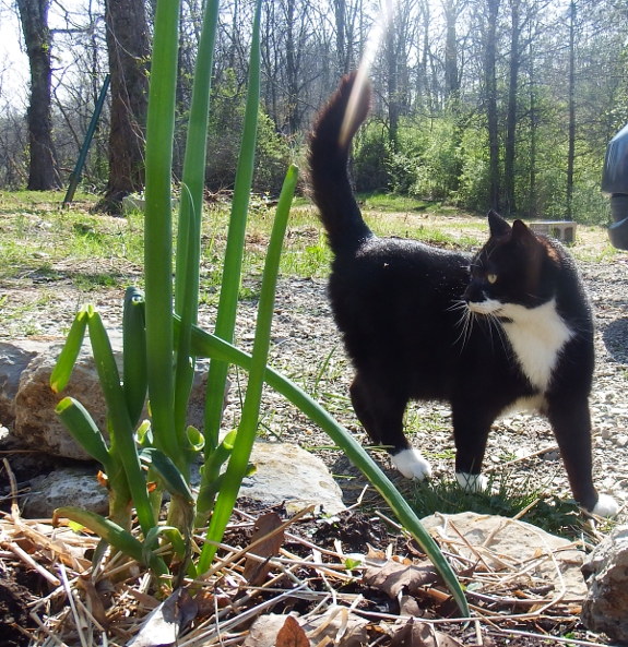 Cat with walking onions