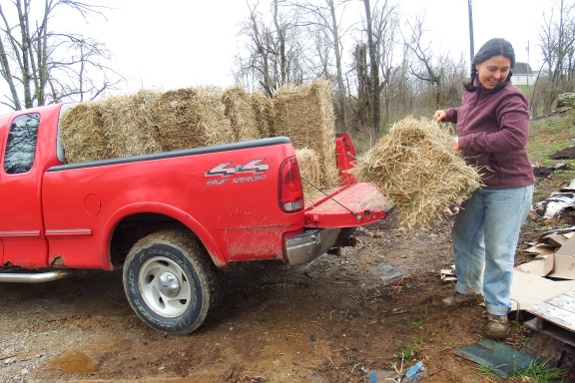 Unloading straw bales.