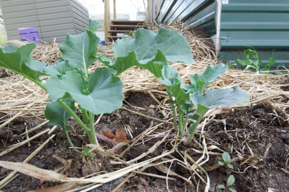 Broccoli comparison