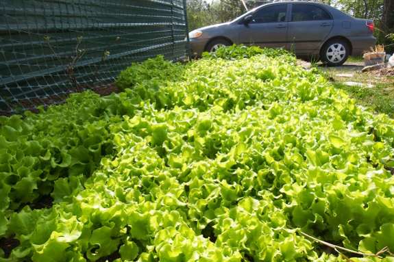 Lettuce bed