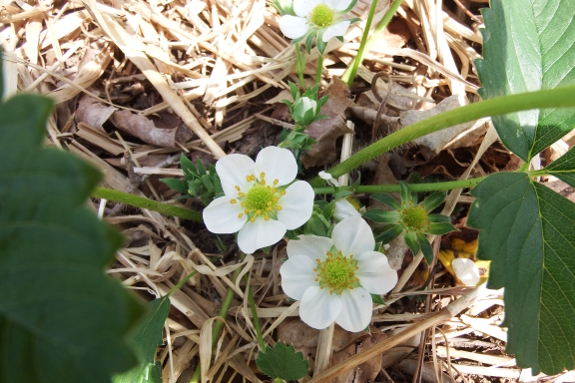 Strawberry flower