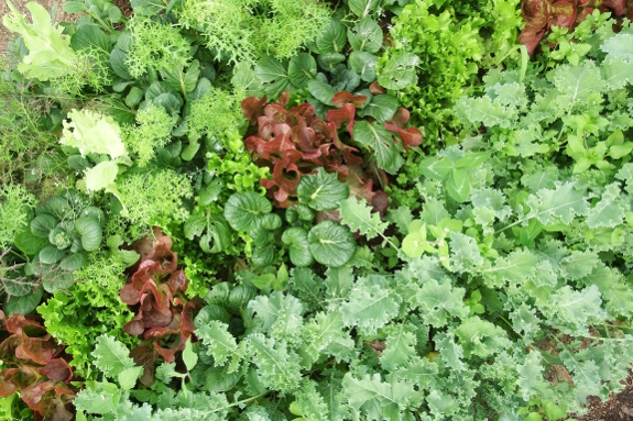 Mesclun mix