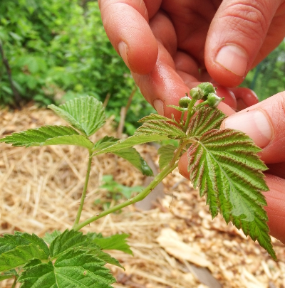 Pinching raspberry flowers