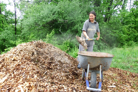 Wood chip pile