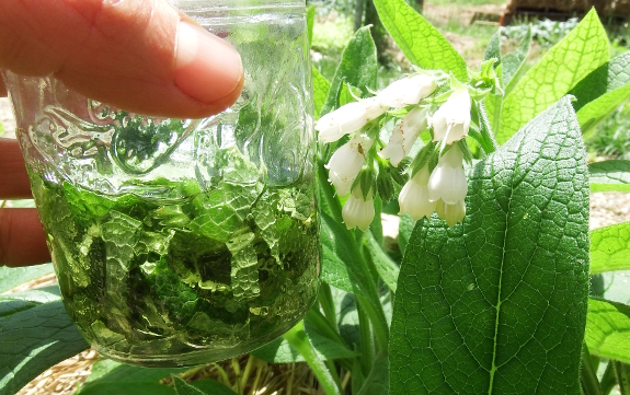 Infusing comfrey oil