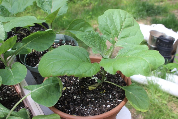 Potted up eggplant.