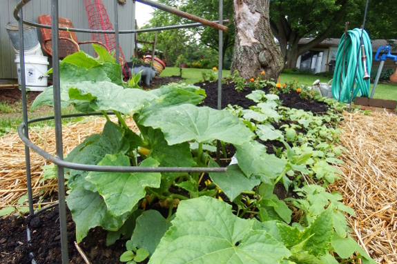 Young cucumbers