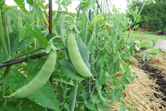 Sugar snap peas