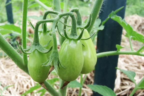 Green tomatoes