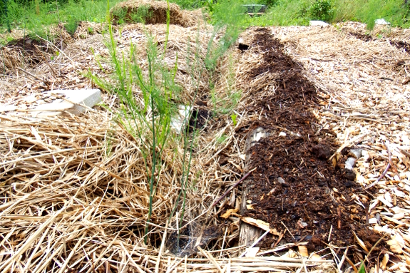 Topdressing asparagus