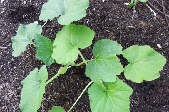 Young butternut plants