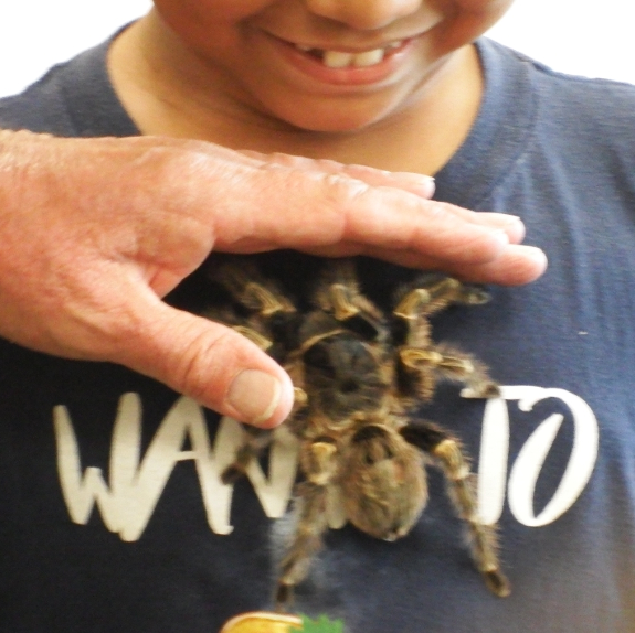 Tarantula on child