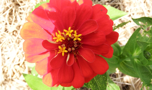 Red zinnia