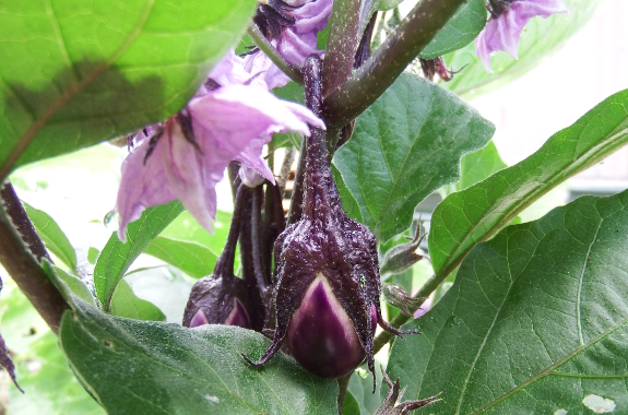 Baby eggplant