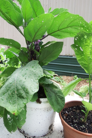 Potted eggplant