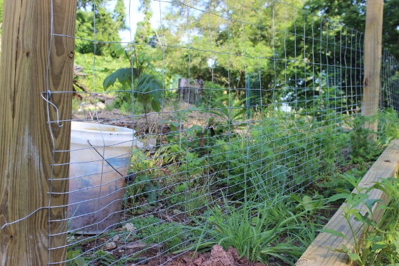 Using graduated fencing to keep rabbits out.