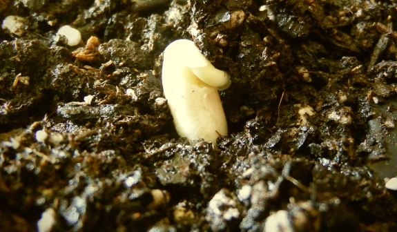 Bean seedling